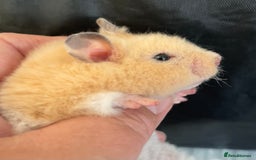 Hamster rodents for sale: Baby Syrian hamsters from show stock  - Image 35