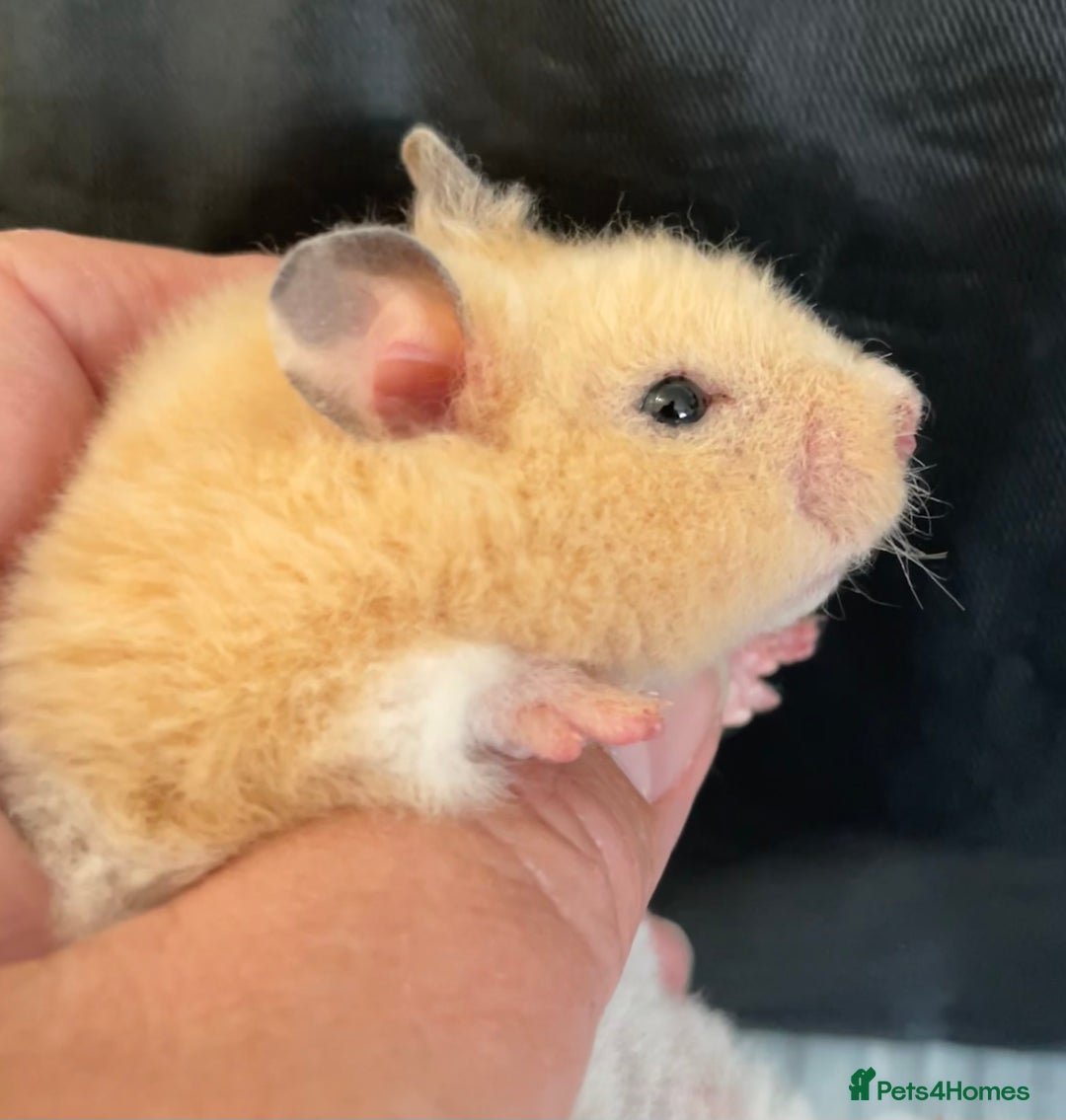 Hamster rodents for sale: Baby Syrian hamsters from show stock  - Image 35