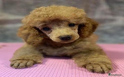 Toy Poodle dogs for sale: Toy poodle puppies ready now. Aberdeenshire - Image 30