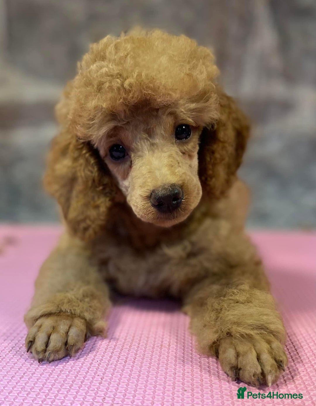 Toy Poodle dogs for sale: Toy poodle puppies ready now. Aberdeenshire - Image 30
