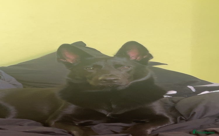 Mixed Breed dogs - Advert 2