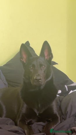 Mixed Breed dogs - Advert 1