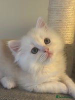 Mixed Breed cats Beautiful Perdoll Kittens🐾 TWO BOYS LEFT🩵🩵 - Advert 9