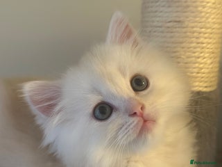 Mixed Breed cats Beautiful Perdoll Kittens🐾 ONE LITTLE BOY LEFT 🩵 - Advert 5