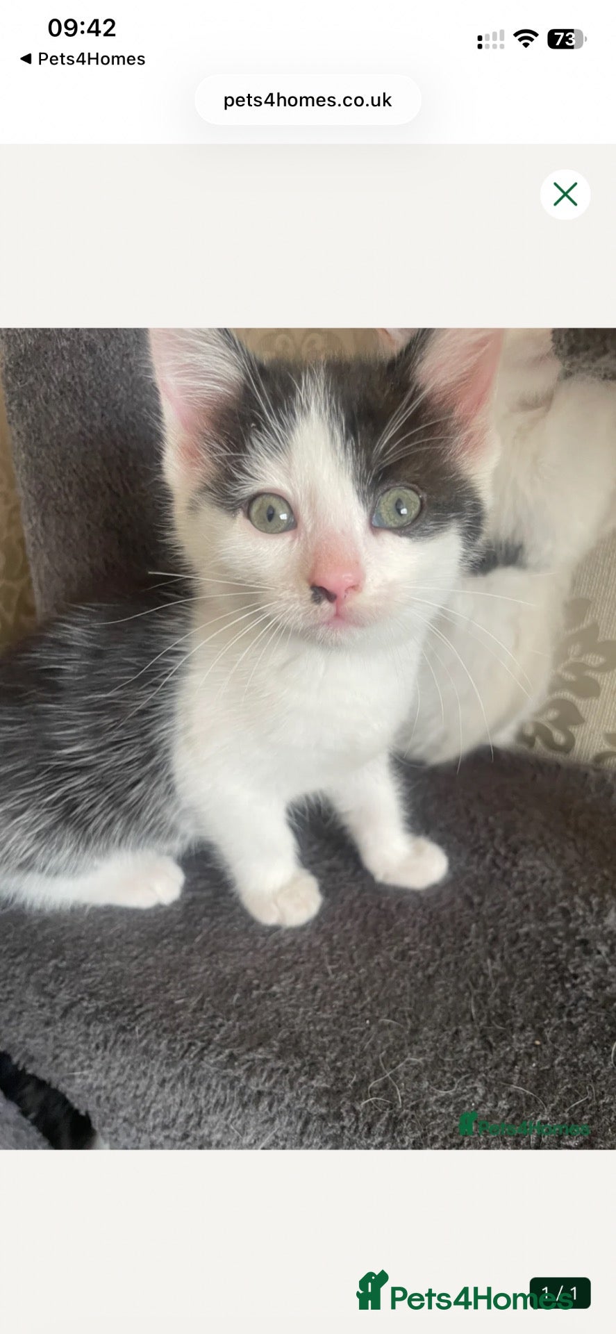 Mixed Breed cats Gorgeous baby girl ready for her new forever home  - Advert 2
