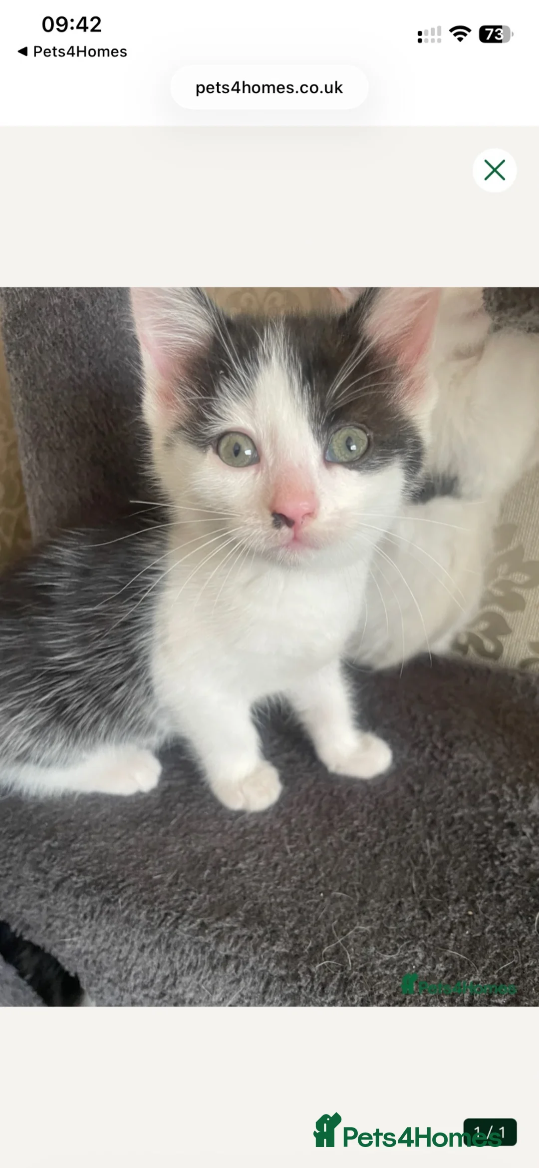 Mixed Breed cats for sale: Gorgeous baby girl ready for her new forever home  - Advert 1