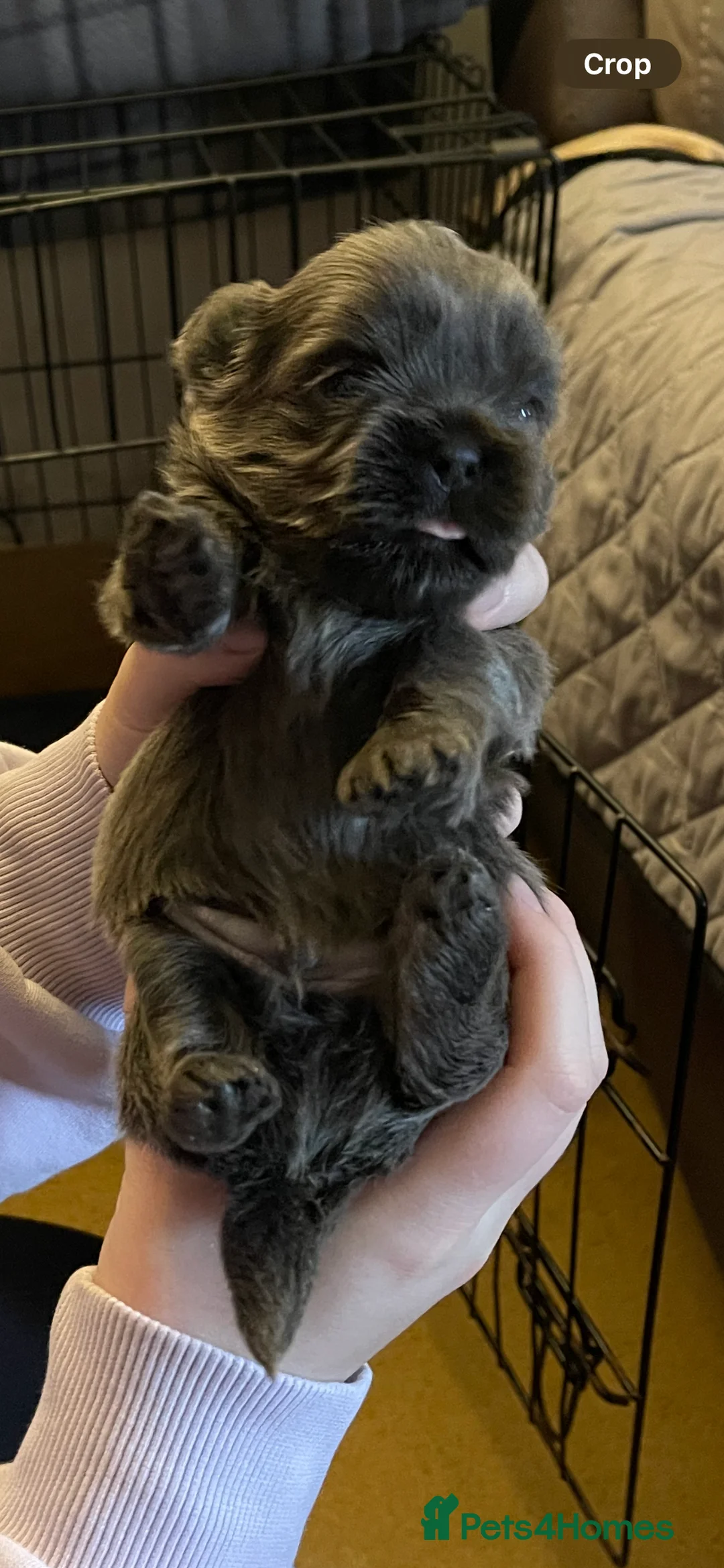 Shih Tzu dogs for sale:  imperial shihtzu dobie carriers karishishi only 2 - Advert 25