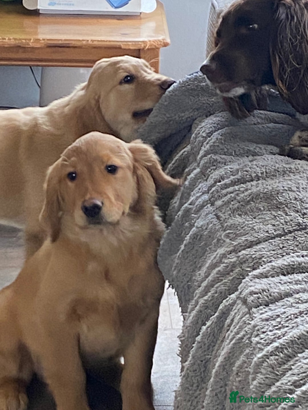 Golden Retriever dogs for sale: Golden retriever puppies  - Advert 8