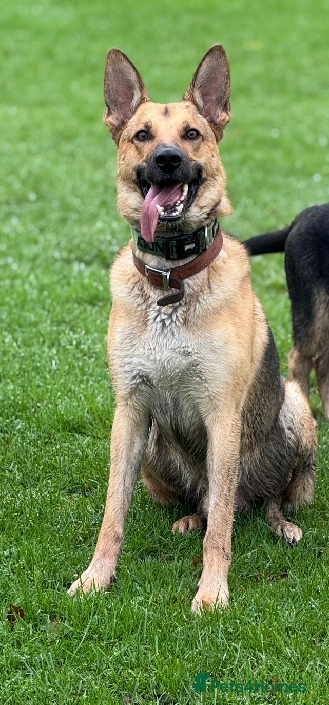 German Shepherd dogs for sale: 3 year old German Shepherd - Advert 3