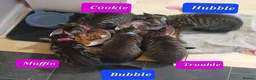 Mixed Breed cats for sale: Beautiful bengal mixed kittens - Advert 3