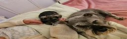 Miniature Schnauzer dogs for sale: Waiting list for KC reg Miniature Schnauzer pups   - Advert 8