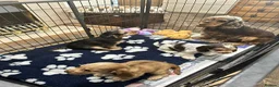 Cocker Spaniel dogs for sale: Show cocker spaniels  - Advert 1
