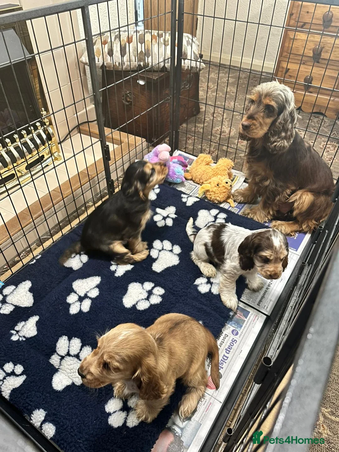 Cocker Spaniel dogs for sale: Show cocker spaniels  - Advert 1