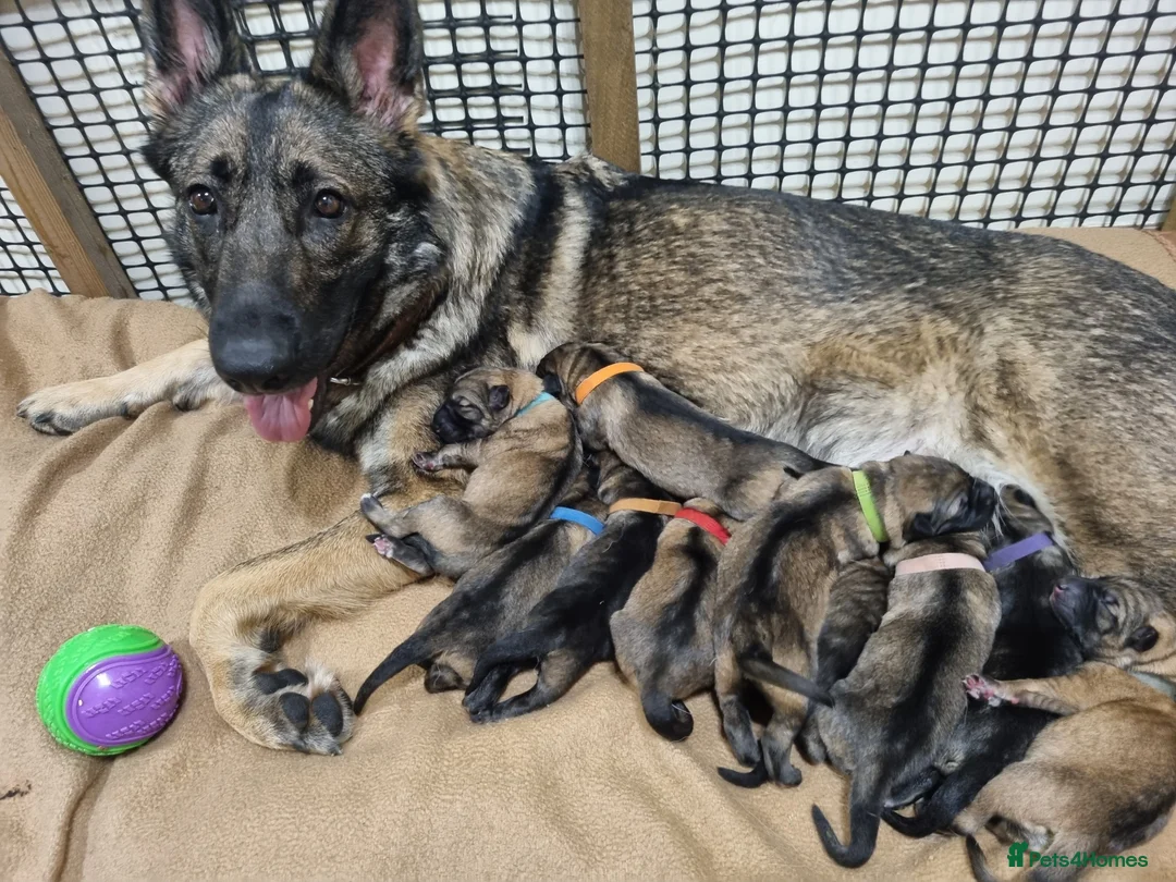 German Shepherd dogs for sale: German Shepherd pups Straight back KC registered in South Ockendon - Advert 2