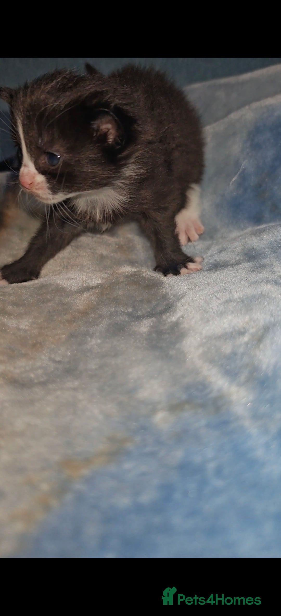Mixed Breed cats for sale: Beautiful kittens  - Advert 12