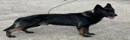 German Shepherd dogs for stud: Kc registered German shepherd  - Advert 2