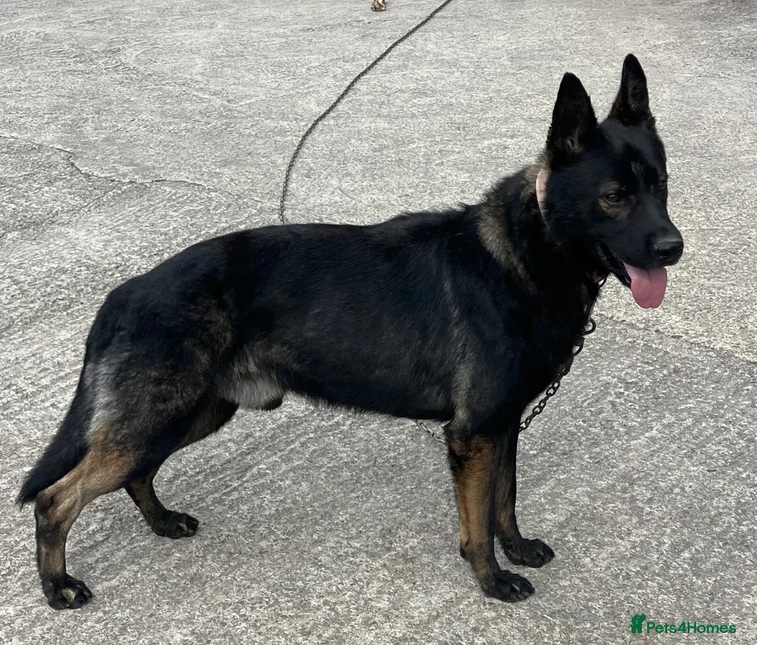 German Shepherd dogs for stud: Kc registered German shepherd  - Advert 2