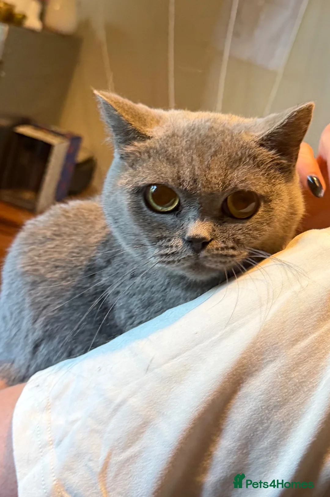British Shorthair cats for sale: Stunning Pure Blue British Shorthair Queens - Advert 8