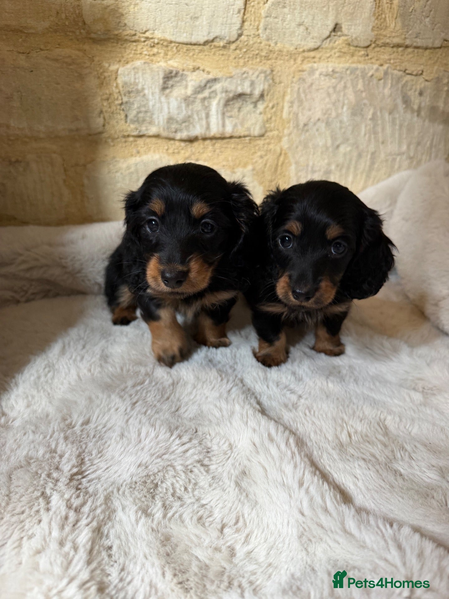 Miniature Dachshund dogs KC Long Haired Miniature Dachshund Puppies - Advert 12