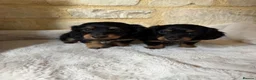 Miniature Dachshund dogs for sale: READY NOW KC Long-Haired Miniature Dachshund girl - Advert 10