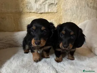 Miniature Dachshund dogs KC Long Haired Miniature Dachshund Puppies - Advert 12