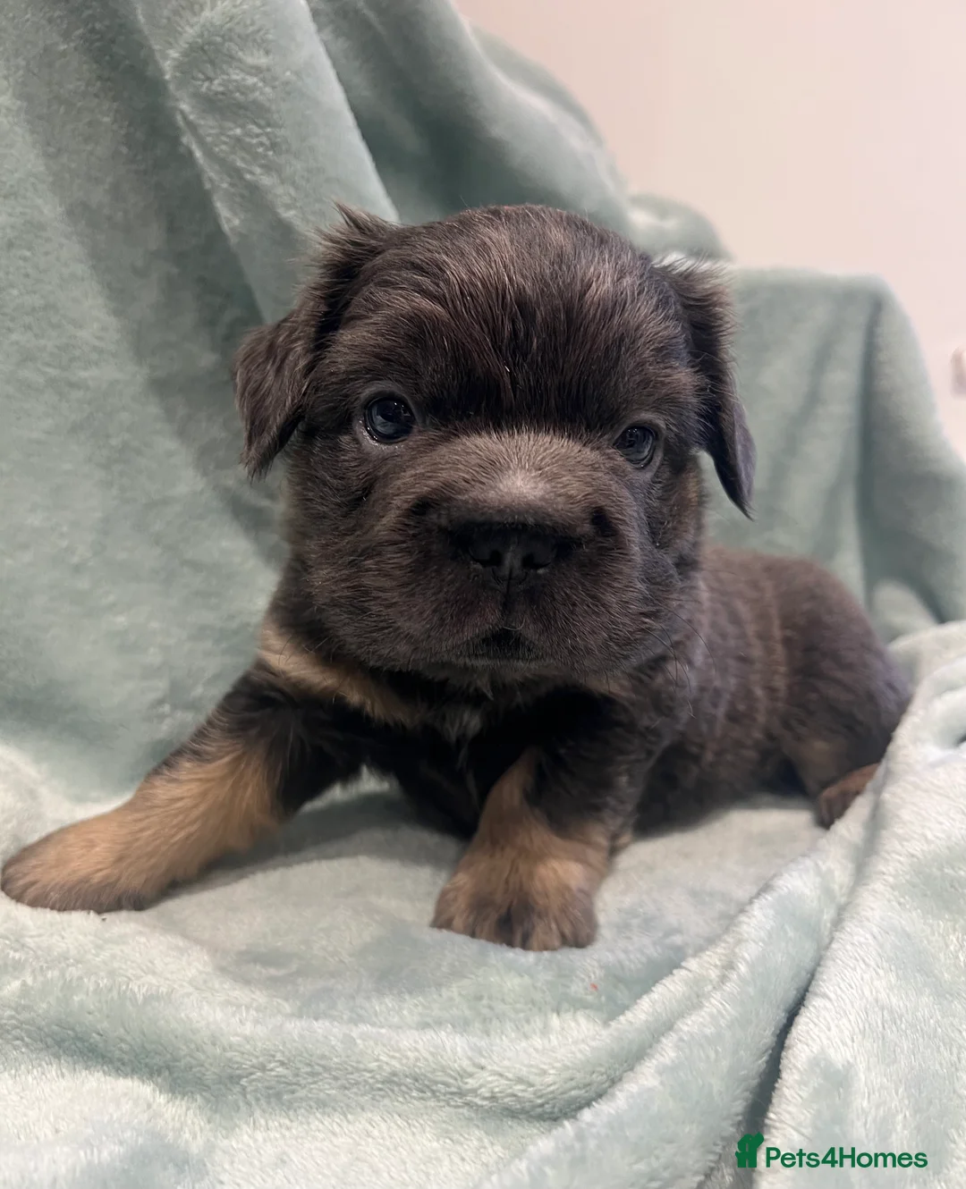 French Bulldog dogs for sale: ✨5 Beautiful Fluffy French Bulldog Puppies ✨ - Advert 5