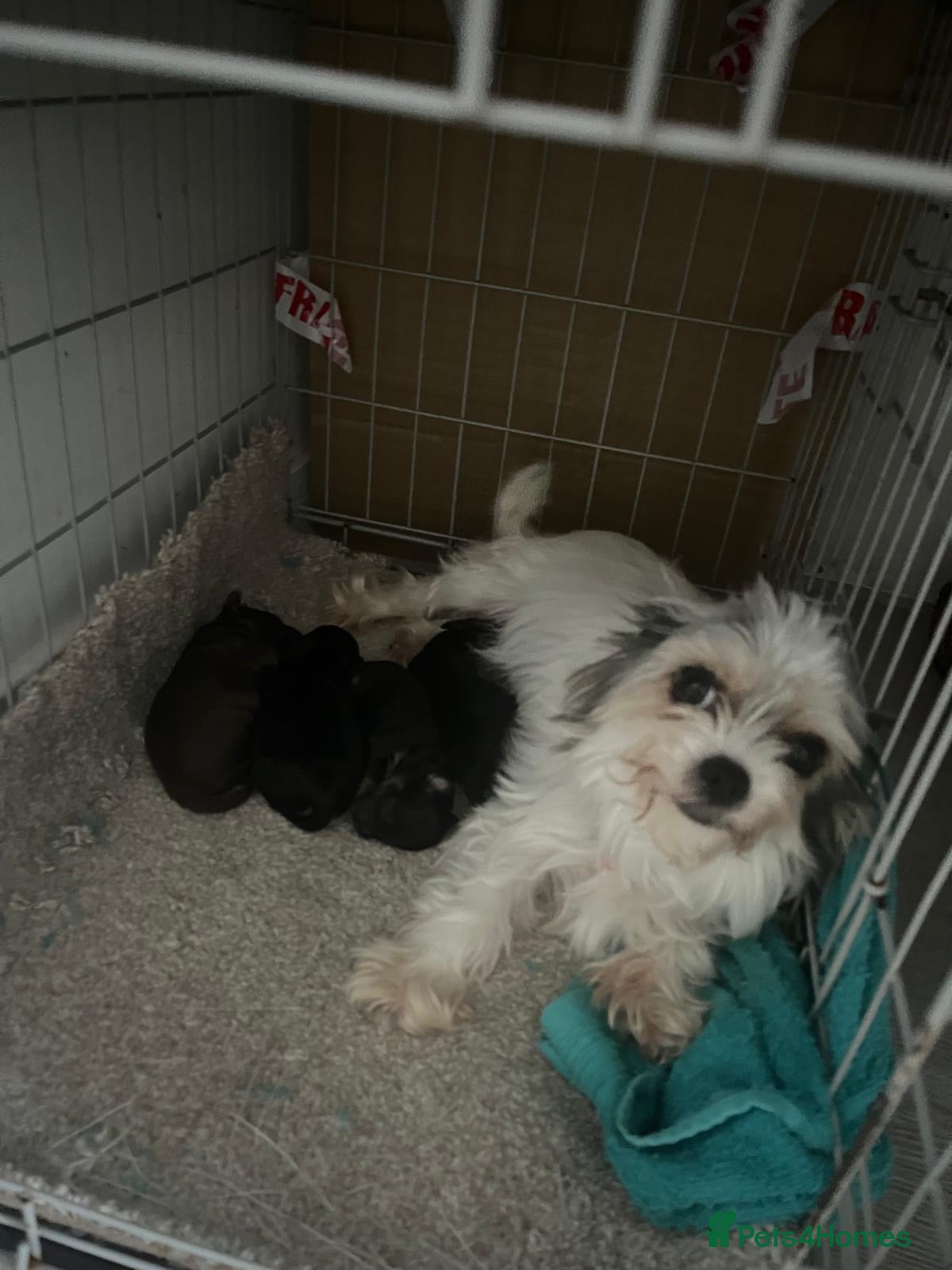 Shihpoo dogs Shih poo puppies   - Advert 2