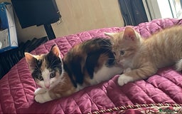 Mixed Breed cats for sale: Cute Adorable Kittens for Sale - Image 24