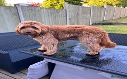 Australian Labradoodle dogs for stud: Australian Labradoodle Stud – Excellent Bloodlines - Image 27