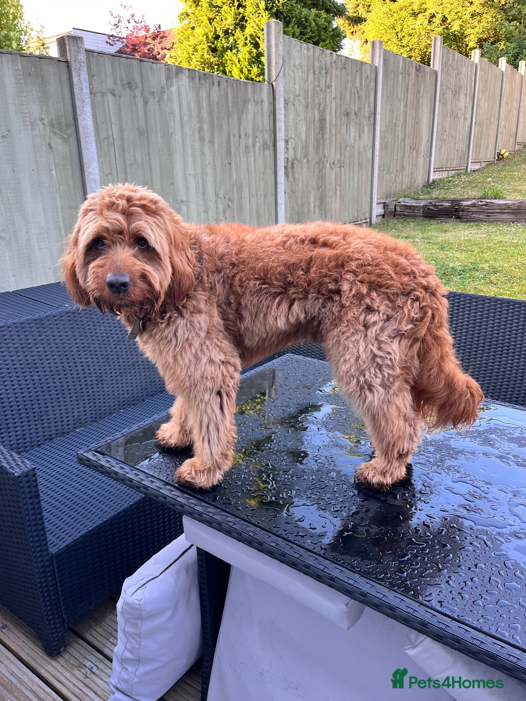 Australian Labradoodle dogs for stud: Australian Labradoodle Stud – Excellent Bloodlines - Image 27