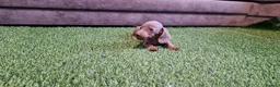 Miniature Dachshund dogs for sale: MINIATURE DACHSHUNDS PUPPIES  - Advert 24