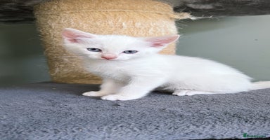 Domestic Shorthair cats - Advert 10