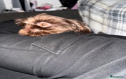 Shih Tzu dogs for sale: Beautiful chocolate bitch  - Image 5