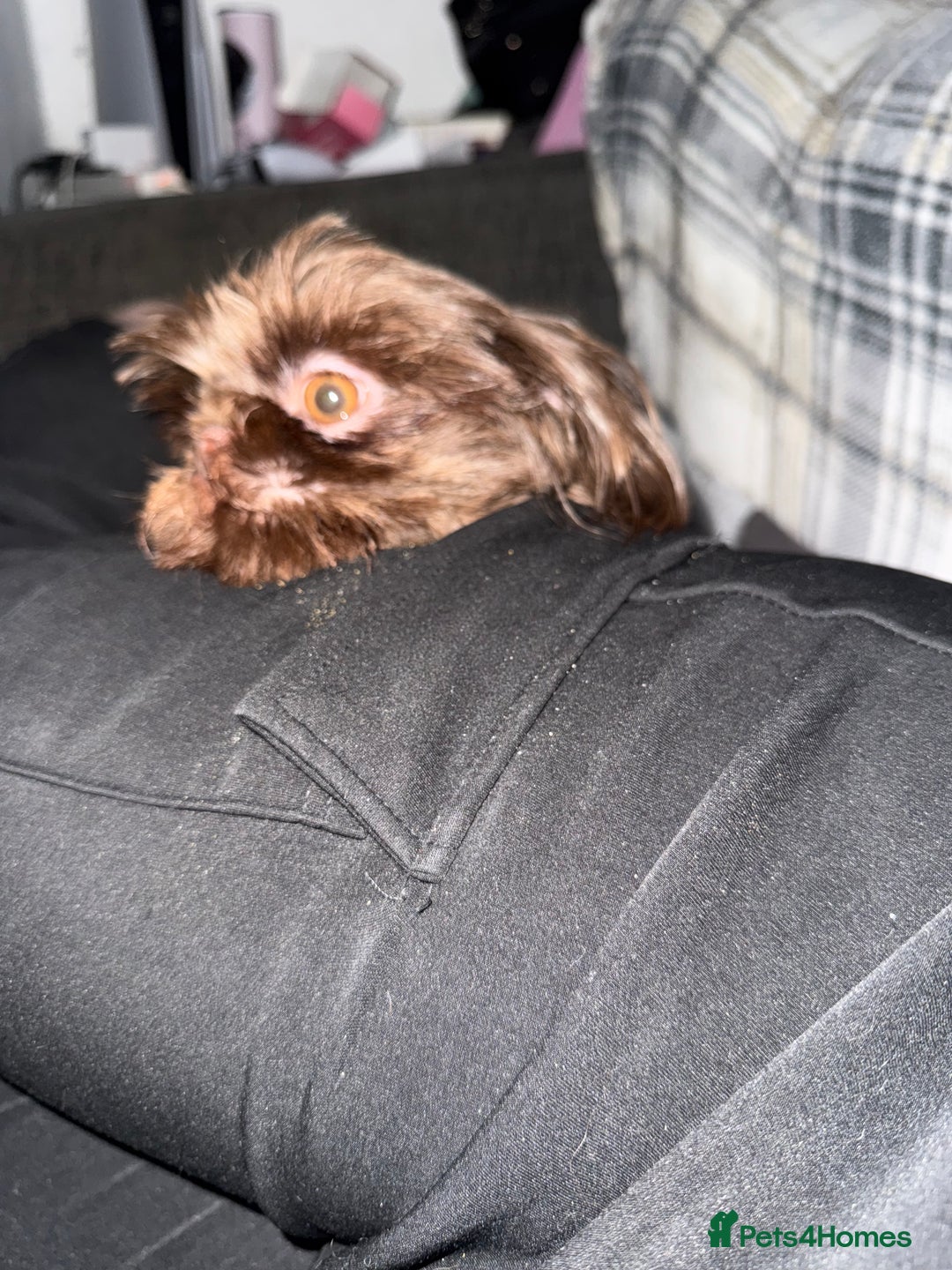 Shih Tzu dogs for sale: Beautiful chocolate bitch  - Image 5