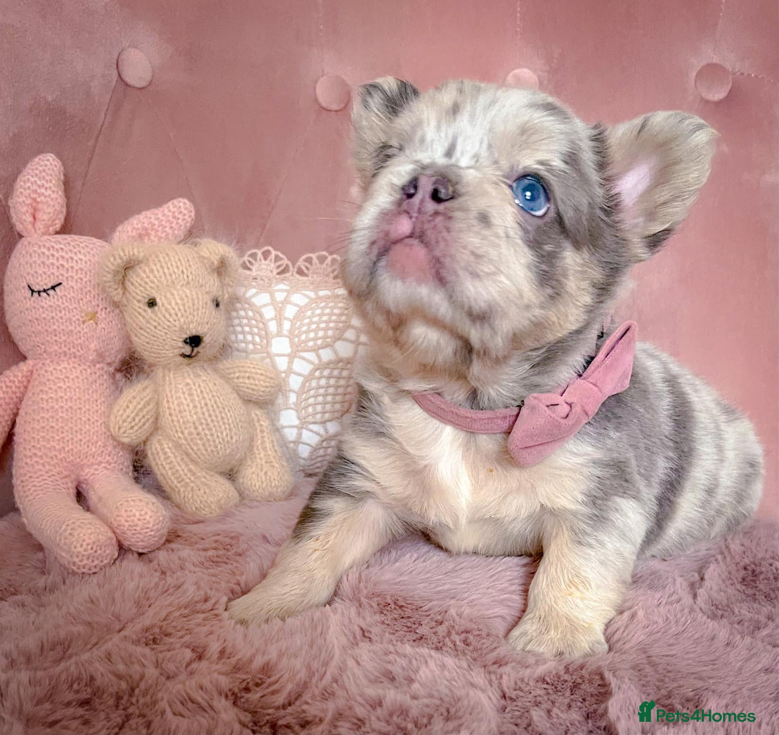 French Bulldog dogs 💞LILAC&NEW SHADE FLUFFY💞 - Advert 8