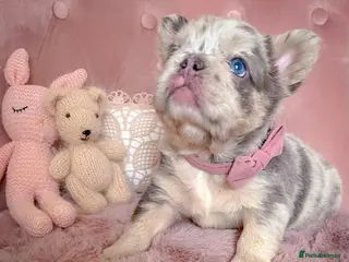 French Bulldog dogs 💞LILAC&NEW SHADE FLUFFY💞 - Advert 2