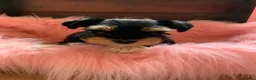 Miniature Schnauzer dogs for sale: 5* LICENSED RKC TOY MINI SCHNAUZERS H/T  - Advert 20