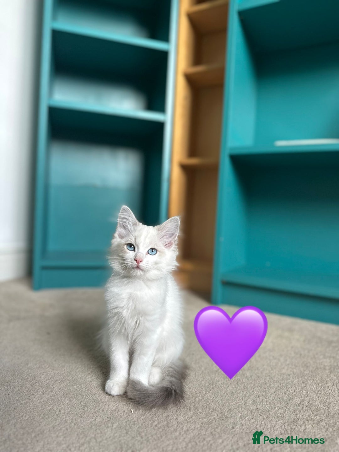 Ragdoll cats for sale: 💙LAST MALE 💙GCCF Registered Ragdoll Kittens🐾 in Taunton - Image 10