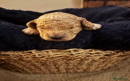 Cavapoochon dogs for sale: 5 cavapoochon puppies looking for forever homes - Image 10