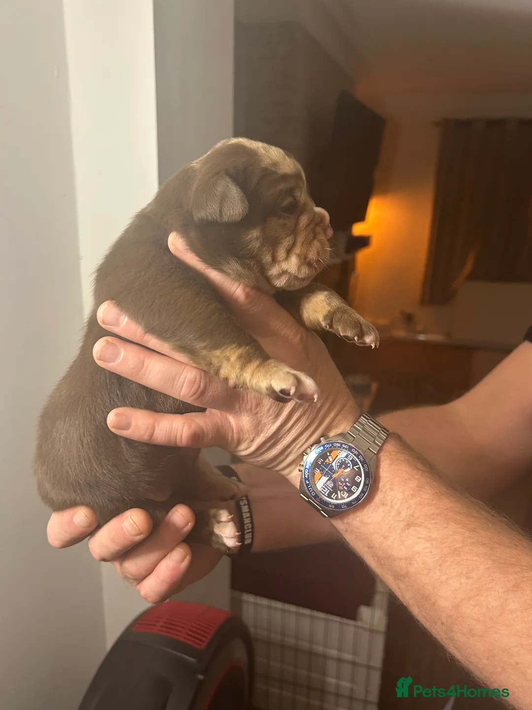 Olde English Bulldogge dogs for sale: 🔥Olde English bulldog puppies 🔥 - Advert 5