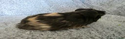 Guinea Pig rodents for sale: 2 boys bonded  - Advert 6