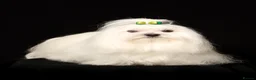 Maltese dogs for sale: KC MALTESE Puppies Males and Female in Bristol - Advert 21