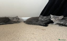Mixed Breed cats for sale: 3 beautiful female tabby kittens  - Image 9