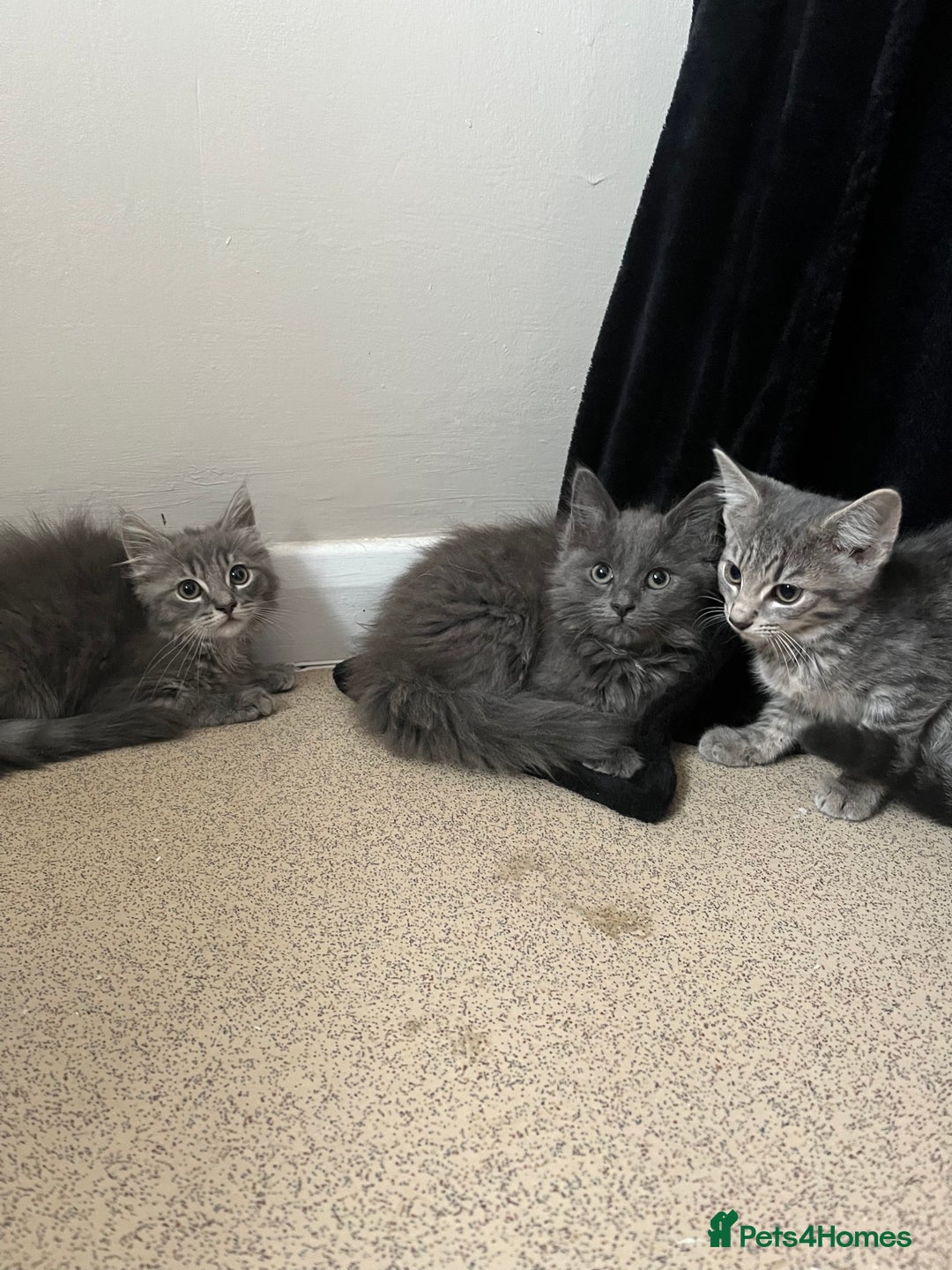 Mixed Breed cats for sale: 3 beautiful female tabby kittens  - Image 9
