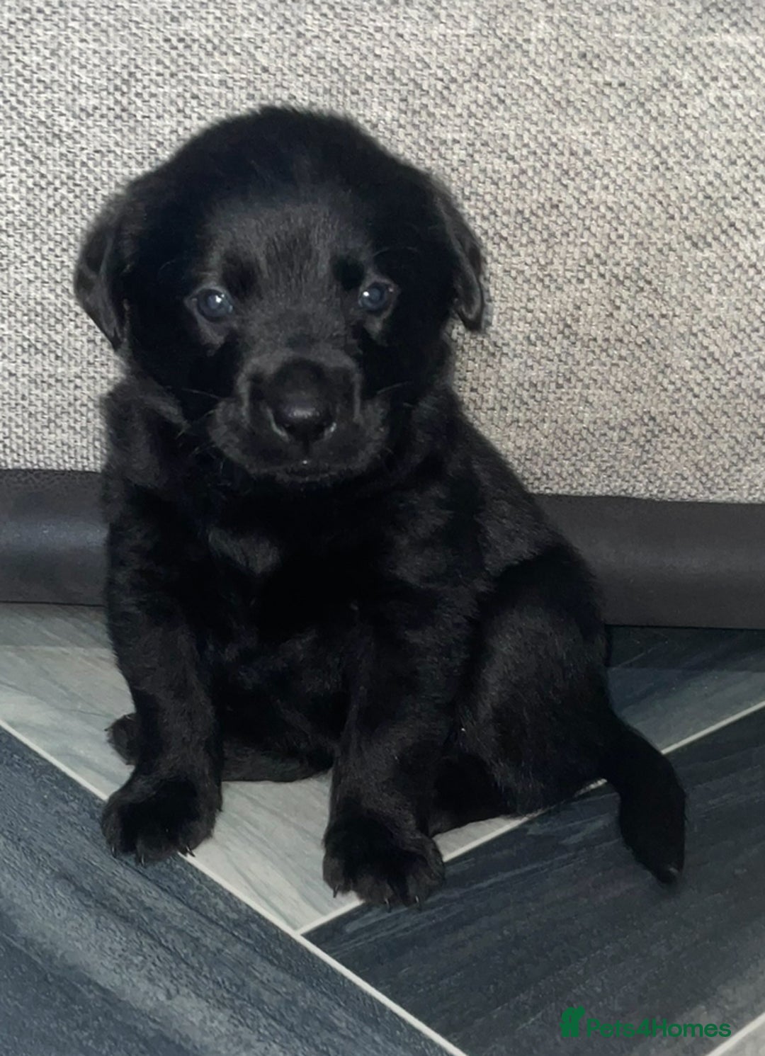 Mixed Breed dogs for sale: 2 beautiful nearly 6 month girls  - Advert 23