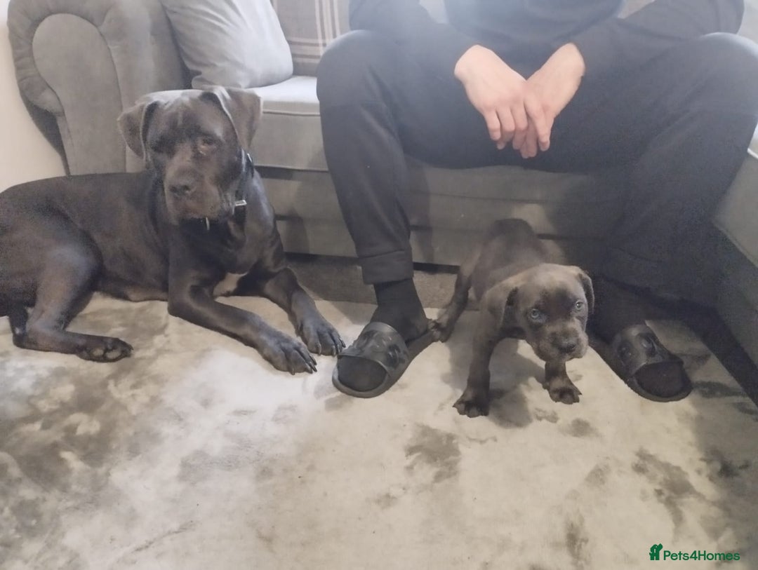 Cane Corso dogs for sale: Cane corsa - Image 5
