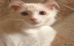 Ragdoll cats for sale:  GCCF KITTENS CHOC & LILAC MITTED AND BI-COLOUR in Darwen - Image 32