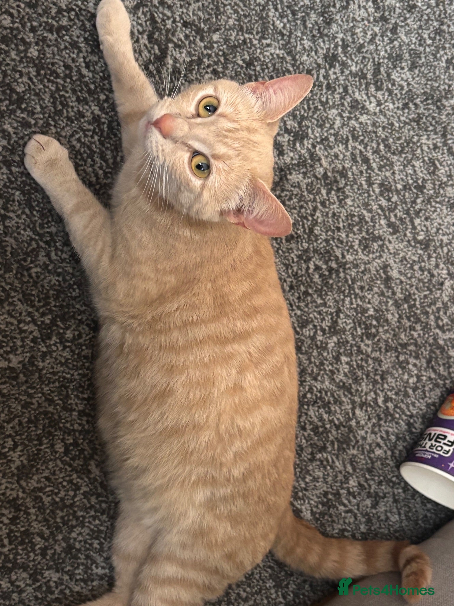 Mixed Breed cats Mixed break kittens for sale. - Advert 1