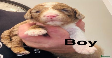 Cockapoo dogs DNA TESTED, Stunning cockapoo puppies ❤️ - Advert 7