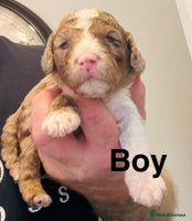 Cockapoo dogs DNA TESTED, Stunning cockapoo puppies ❤️ - Advert 2